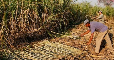 La Nación / Chile y Japón apoyarán procesos de inclusión financiera de pequeños agricultores de Paraguay