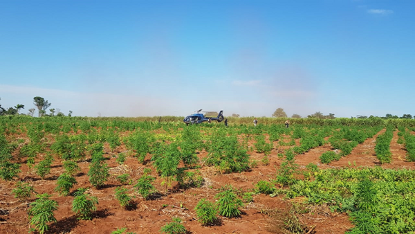 En segundo día de operación sacan de circulación 423,7 toneladas de marihuana en Amambay