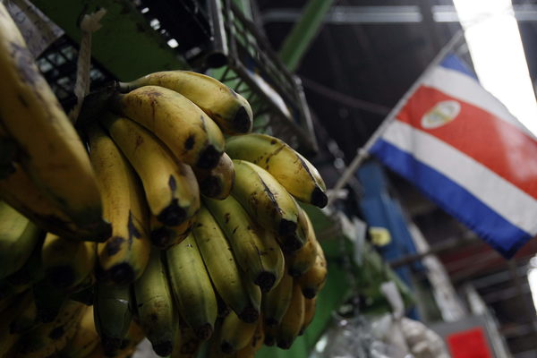 Costa Rica aumentó las exportaciones de banano en un 7 % pese a la pandemia - MarketData
