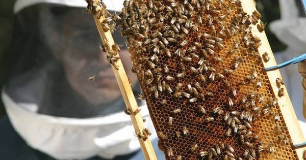 La Nación / Un agrotóxico vetado en Europa aniquila a las abejas en Colombia
