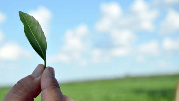 Cada año Paraguay produce al menos 50 millones de kilos de yerba mate (y el 2020 exportó 21 millones de kilos a 25 destinos)