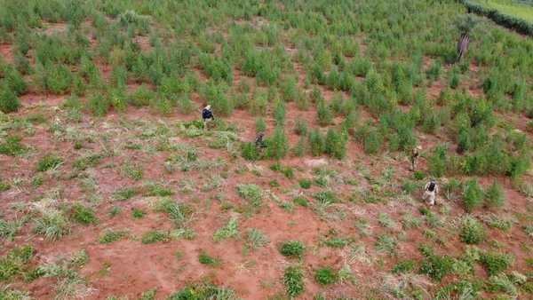 En tercer día de operación sacan de circulación 589,5 toneladas de marihuana en Amambay | .::Agencia IP::.