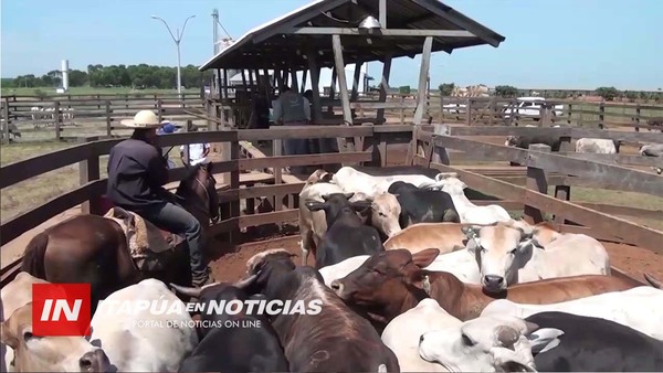 CASI LLEGAN AL 100% DE INMUNIZACIÓN CONTRA LA FIEBRE AFTOSA EN ITAPÚA.