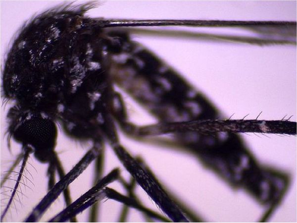 Aedes vittatus: Un nuevo mosquito causa alarma en investigadores
