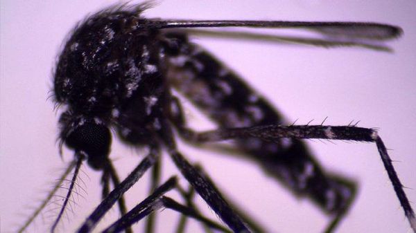 Aedes vittatus: Un nuevo mosquito en el continente americano causa alarma en investigadores