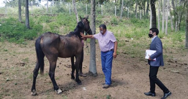 La Nación / Defensa Animal rescata dos caballos maltratados en San Bernardino