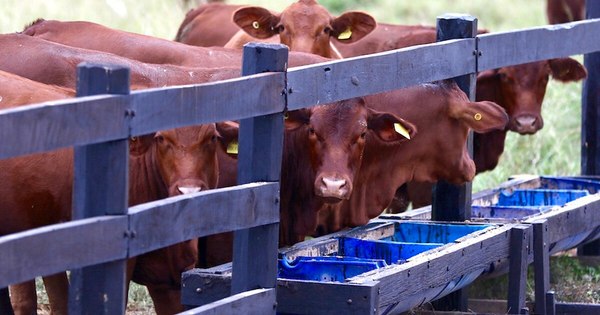 La Nación / Asociación Rural del Paraguay rechaza declaraciones hechas por Bill Gates