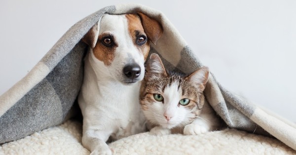 Las diferencias entre las personas que viven con perros y con gatos - C9N