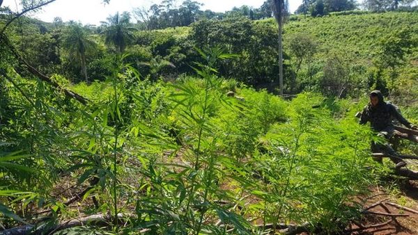 Más de 762 toneladas de marihuana destruidas en cuarto día del operativo «Nueva Alianza XXIV» | OnLivePy