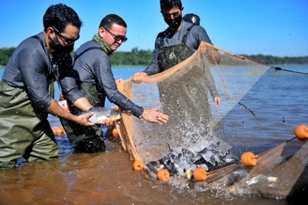 Siembran unos mil peces juveniles de surubí en el embalse de Itaipu