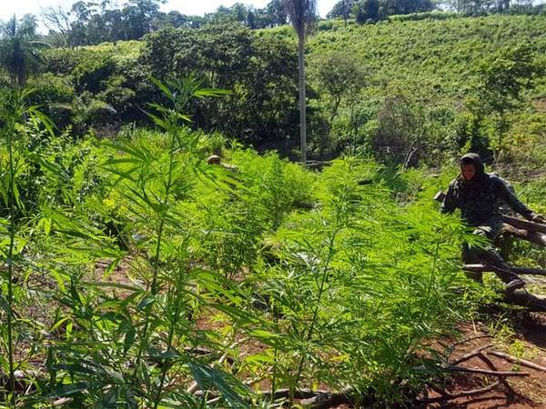 Destruyen más de 700 toneladas de marihuana en zona de Capitán Bado - Judiciales.net
