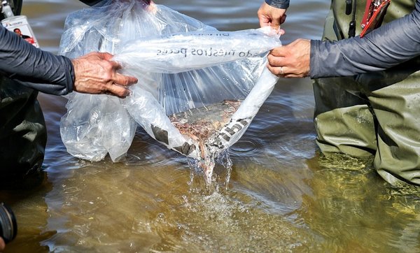 Siembran 1.000 peces juveniles de surubí en embalse de Itaipu | .::Agencia IP::.