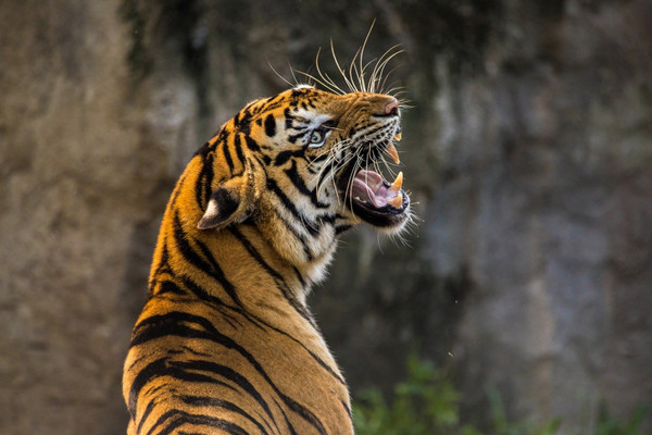 (Video) Tigre canta como un pájaro en zoológico de Rusia