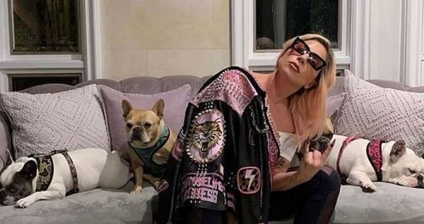 Lady Gaga recupera los dos perros por los que ofreció 500.000 dólares de recompensa