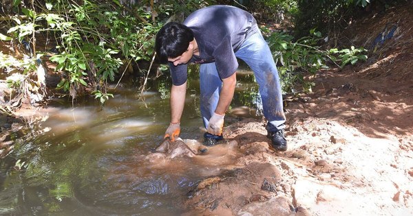 La Nación / Denuncian mortandad de peces en el arroyo Yukyry de Luque