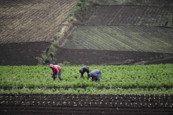 El IICA y la ONU destacan el papel de América Latina en los sistemas alimentarios - MarketData