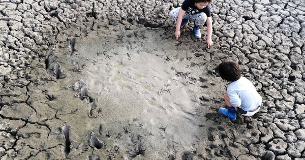 La Nación / Arte y ciencia, para preservar la fauna del Chaco