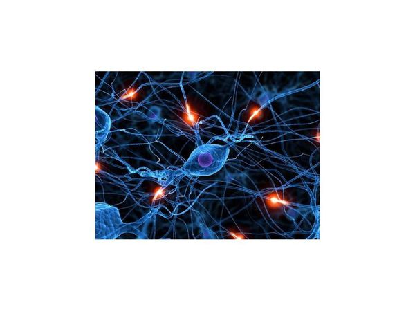 Expertos explican qué es neurociencia y su incidencia en el conocimiento