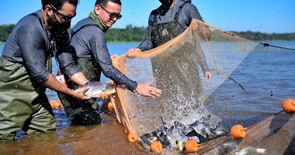 La Nación / Siembran 1.000 peces de surubí en embalse de Itaipú