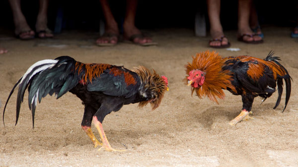 Un gallo mató a su dueño durante una pelea de gallos ilegal en India | Ñanduti