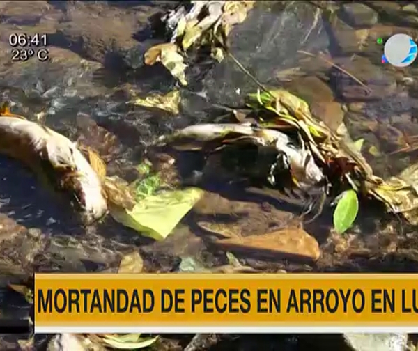 Mortandad de peces en arroyo de Luque