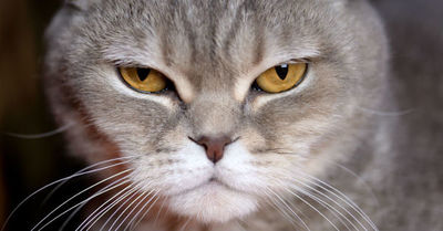 Un gato atacó al capitán de un vuelo y obligó a regresar al aeropuerto y aterrizar - C9N