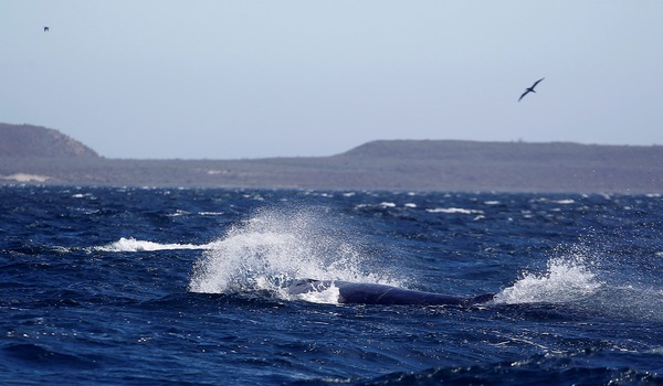 "Año catastrófico" para el avistamiento de ballenas en Baja California Sur - MarketData
