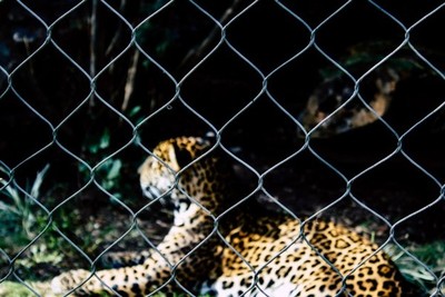 Un hombre enfrenta y mata a mano limpia a un leopardo para proteger a su esposa y a su hija