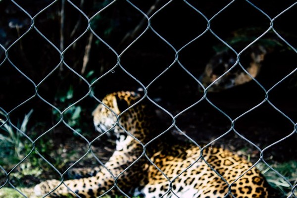 Un hombre enfrenta y mata a mano limpia a un leopardo para proteger a su esposa y a su hija
