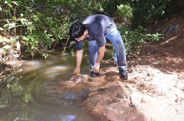 Reportan mortandad de peces en el arroyo Itá Cajón de Luque