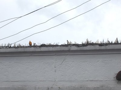 Crónica / Murallas con vidrios rotos, lo más pedido