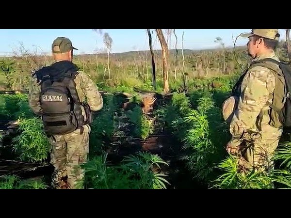 DESTRUYEN PLANTACIONES DE MARIHUANA EN ZONA DE ITAPÚA POTY