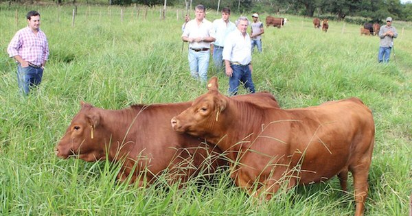 La Nación / Fondo Ganadero busca mayor capitalización en créditos para pequeños productores