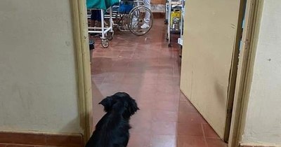 La Nación / Perro no abandonó a hombre de 84 años internado por COVID-19 en Caazapá