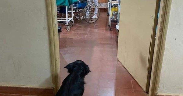 La Nación / Perro no abandonó a hombre de 84 años internado por COVID-19 en Caazapá