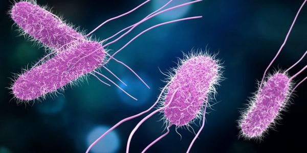 Descubren cómo ciertas bacterias cambian de forma para resistir a los antibióticos | Ñanduti