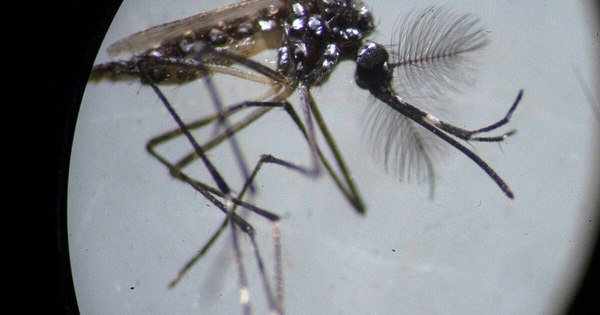 La Nación / Alerta dengue: Concepción, Alto Paraguay y Central, convertidos en “zonas rojas”
