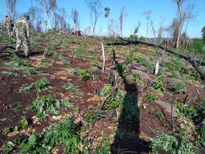 Itapúa: Senad elimina 18 toneladas de marihuana a traficantes que operan en reservas naturales - Megacadena — Últimas Noticias de Paraguay