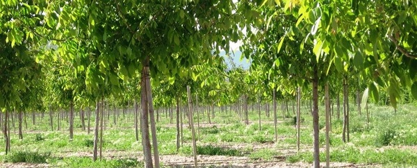 FAO presenta a la STP principales acciones del proyecto Proeza para este año | .::Agencia IP::.