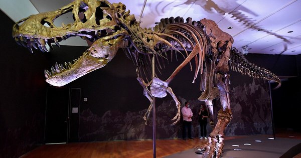 La Nación / T-Rex adolescentes desplazaron a especies de dinosaurios más pequeñas