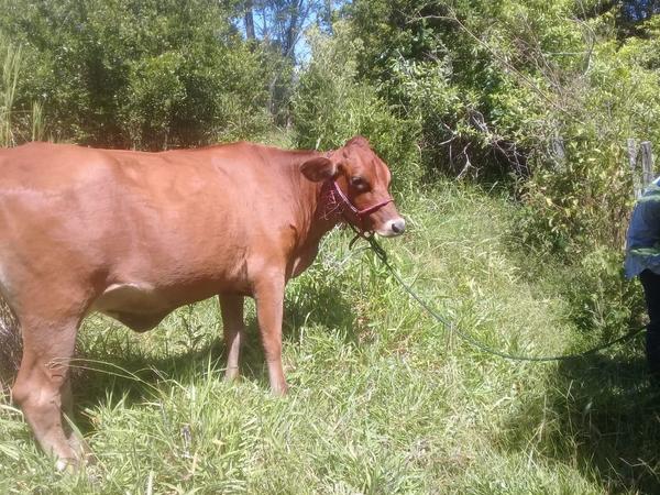 Recuperan animal vacuno en Coronel Oviedo – Prensa 5