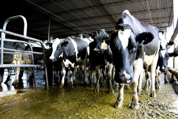 Explosivas subas para el precio de la leche en el mercado internacional