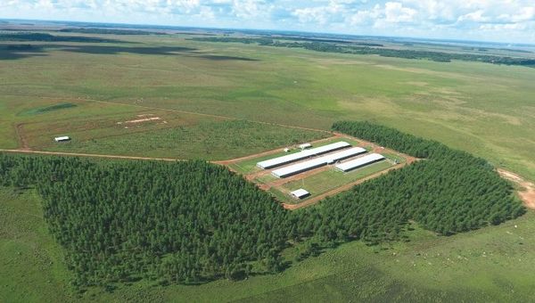 Hecho en Py: Con 80 millones de kilos por año, Pechugon posee el 60% del mercado nacional y marca presencia en África y Asia