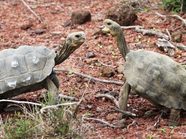 Liberan a 191 tortugas gigantes en Galápagos