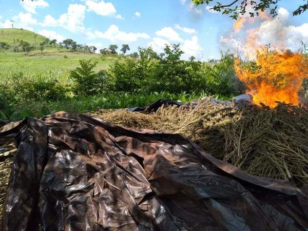 En una semana de operativo fueron eliminadas 1.090 toneladas de marihuana – Prensa 5