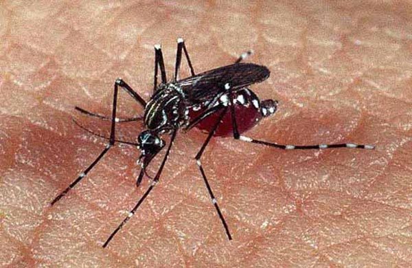 Salud confirma 234 casos de dengue a nivel país y apela a eliminar criaderos | .::Agencia IP::.