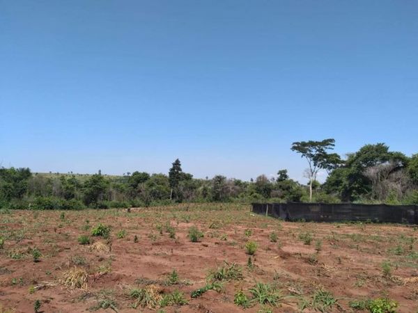 1.090  toneladas de marihuana fueron destruidas en una semana en Amambay