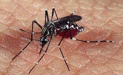 La Chikungunya se suma al dengue y al covid-19