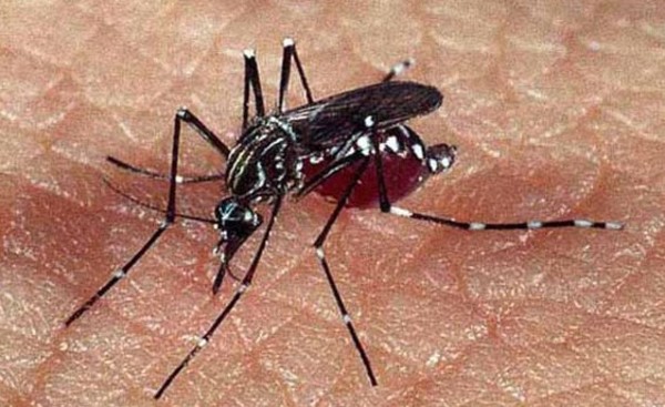 La Chikungunya se suma al dengue y al covid-19