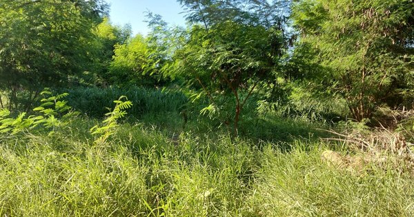 La Nación / Denuncia ciudadana: patio baldío sucio y abandonado, en zona residencial de Asunción
